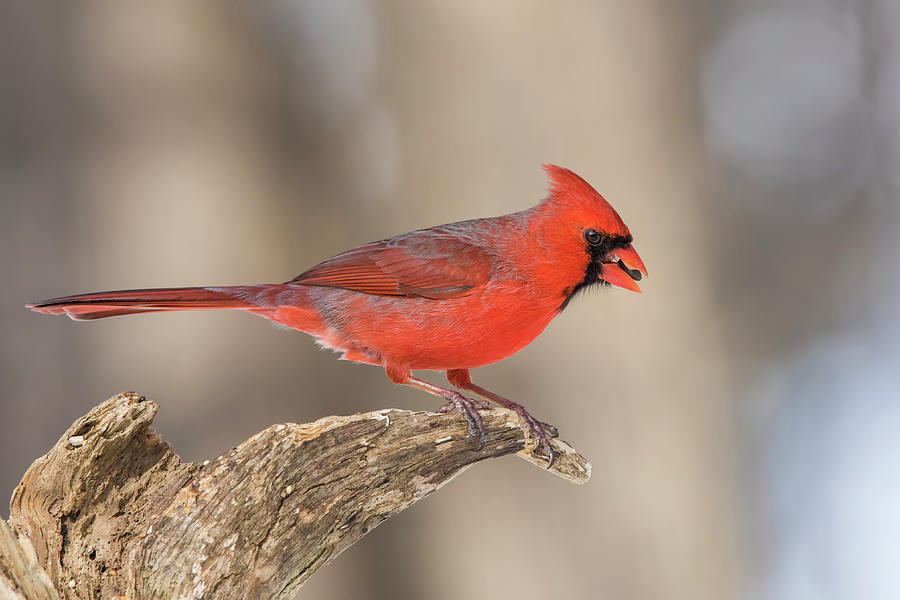 Cardinal Photograph - Mr Northern Cardinal by Mircea Costina Photography