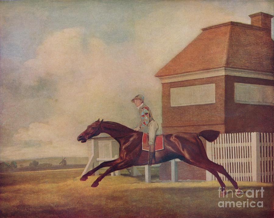 Mr. Ogilvys Bay Racehorse Trentham Drawing by Print Collector