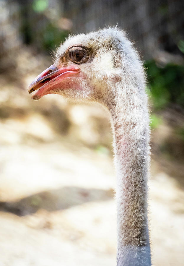 Mr Ostrich Photograph