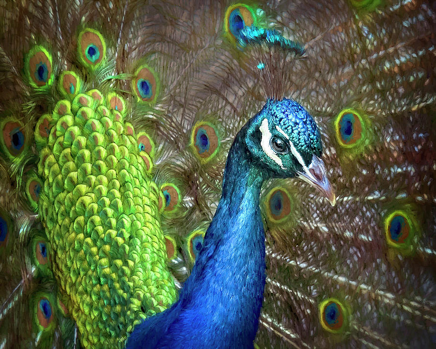 Mr.  Peacock Struts His Stuff Painting by Jeanette Mahoney