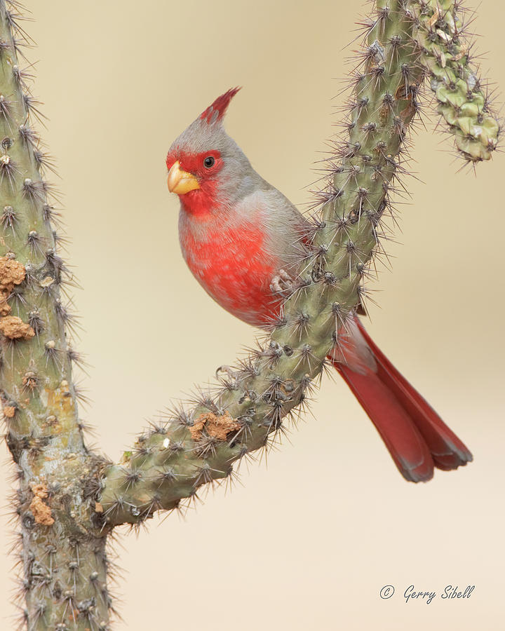 Mr. Pyrrhuloxia Photograph by Gerry Sibell