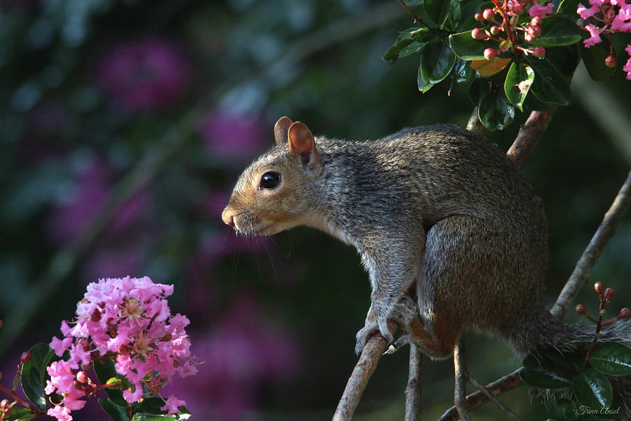 Mr. Squirrel Looking So Cute and Innocent Photograph by Trina Ansel