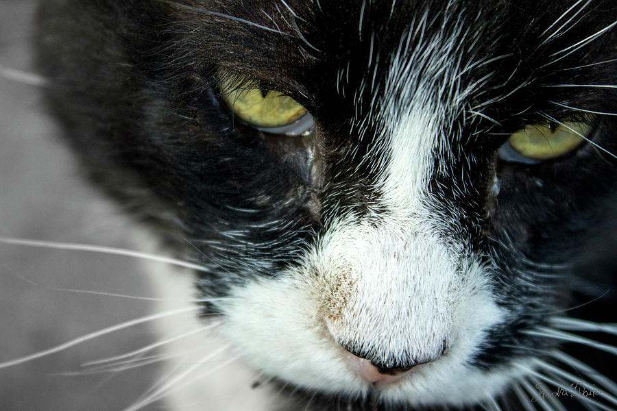 Cat Photograph - Mr. Toms Close-Up by Sandra Dalton