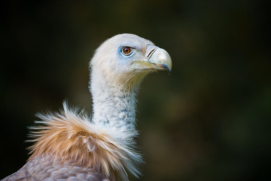 Vulture Photograph - Mr. Vulture by Sebastian Graf