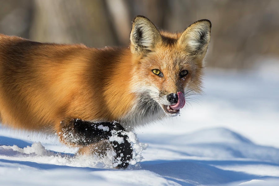 Mr Winter Fox Photograph by Mircea Costina Photography