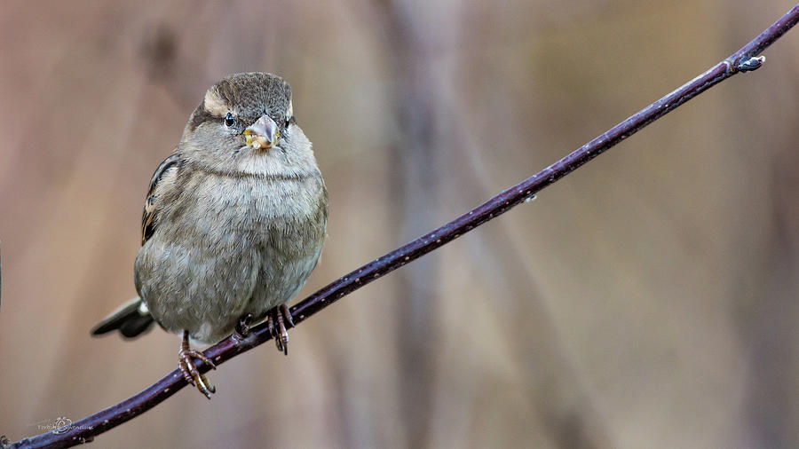 Mrs House Sparrow perching on the twig Photograph by Torbjorn Swenelius