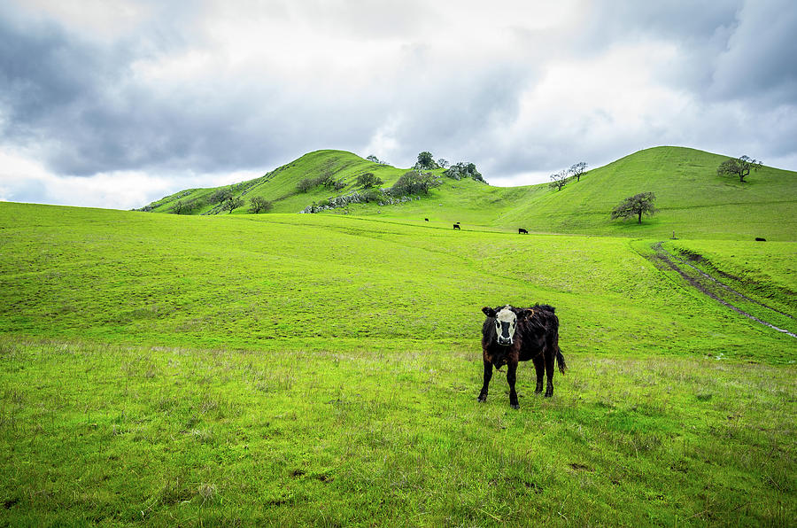 Mt Diablo Cow Photograph by Scott McGuire