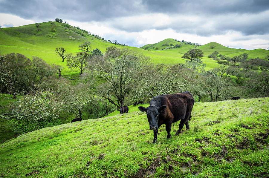 Mt. Diablo Spring Hillside Cattle Photograph by Scott McGuire