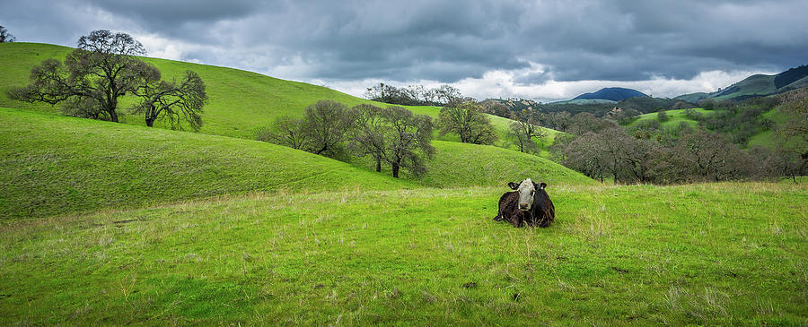 Spring Photograph - Mt. Diablo Spring Hillside Cow by Scott McGuire