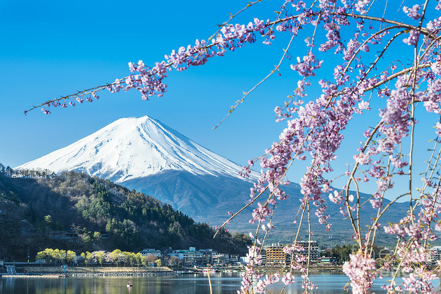 Spring Photograph - Mt Fuji And Cherry Blossom At Lake by Skyearth