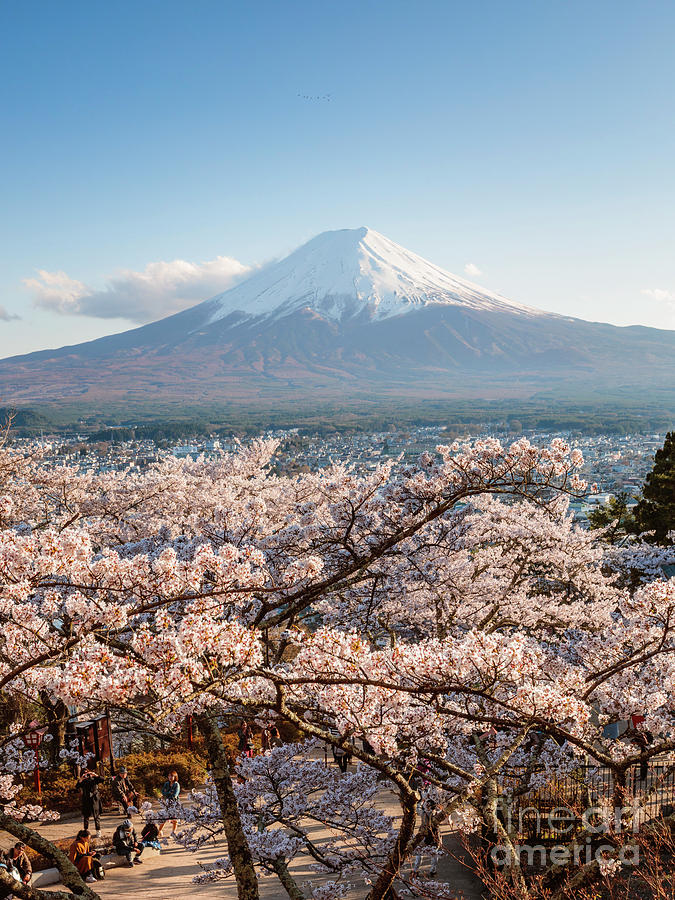 Mt. Fuji and cherry blossoms in spring, Japan Photograph by Matteo Colombo