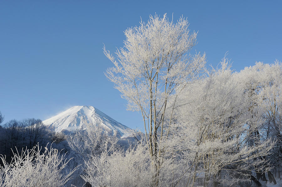 Mt. Fuji And Frost-covered Trees Photograph by Toyofumi Mori