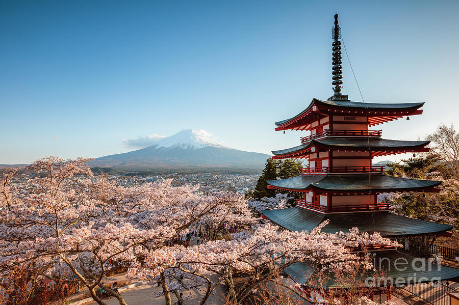 Mt. Fuji and pagoda in spring, Japan Photograph by Matteo Colombo