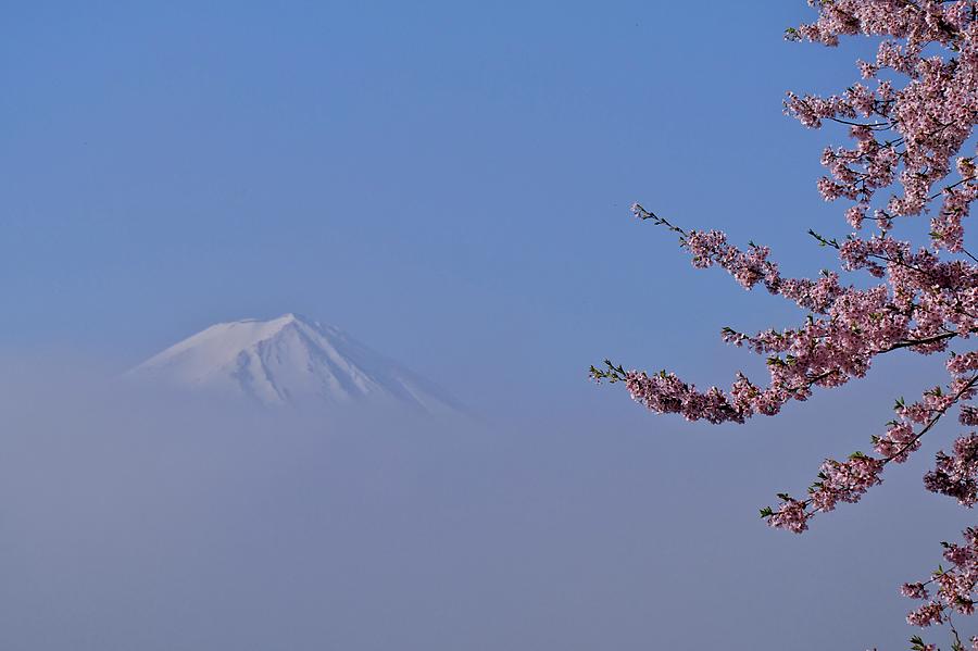 Mt. Fuji And Sakura Photograph by Jun Okada