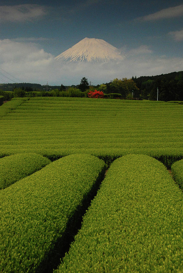 Mt. Fuji And Tea Farm Photograph by Image Supplied By Www.bensmethers.co.uk