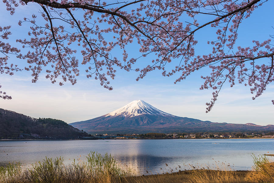 Spring Photograph - Mt. Fuji, Japan From Lake Kawaguchi by Sean Pavone
