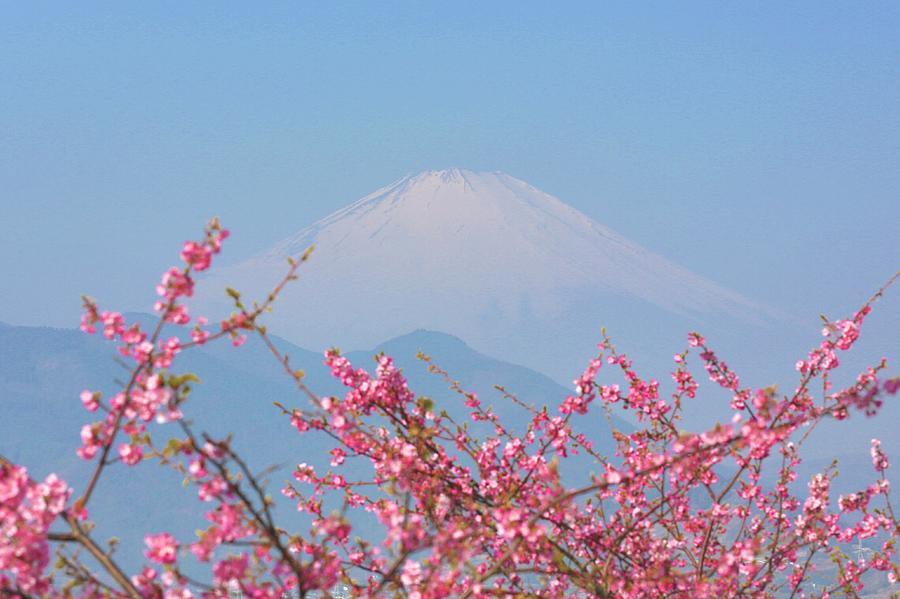 Mt. Fuji Through Sakura Photograph by Jun Okada