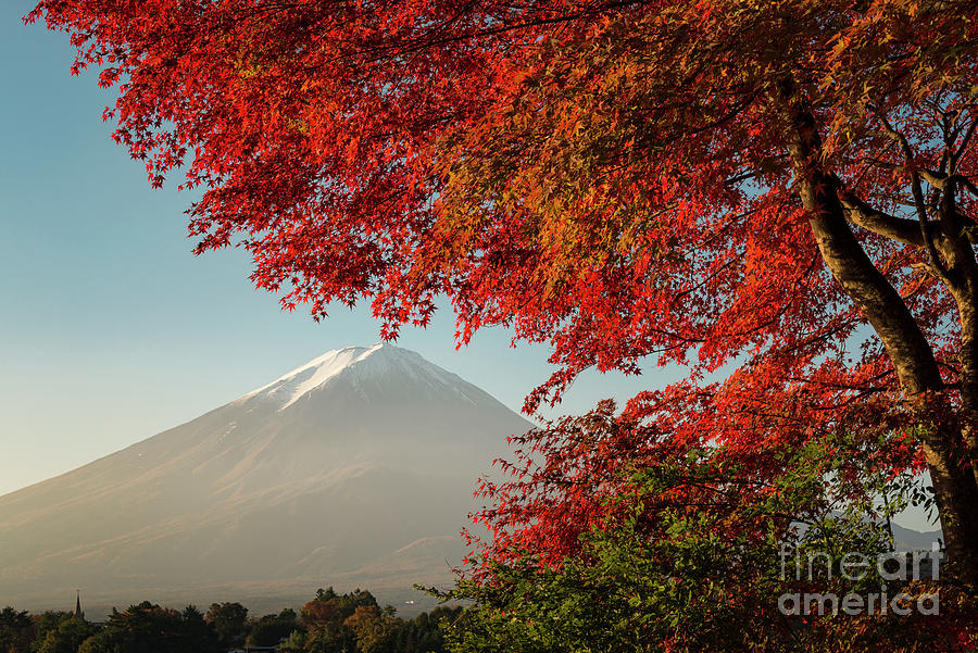 Mt. Fuji Under The Scarlet Maple Leaves Photograph by Yuga Kurita