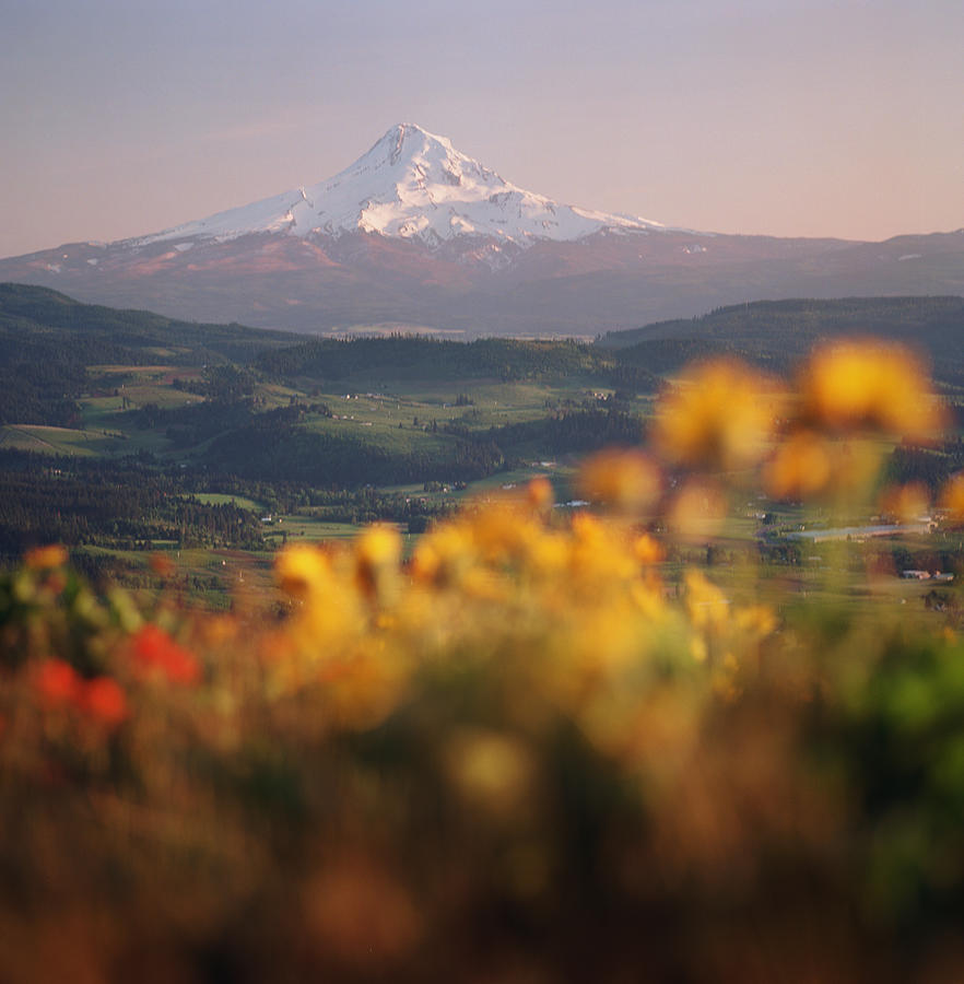 Mt. Hood And Wildflowers At Sunset Photograph by Danielle D. Hughson