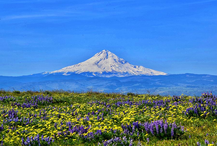 Mt Hood Wildflowers