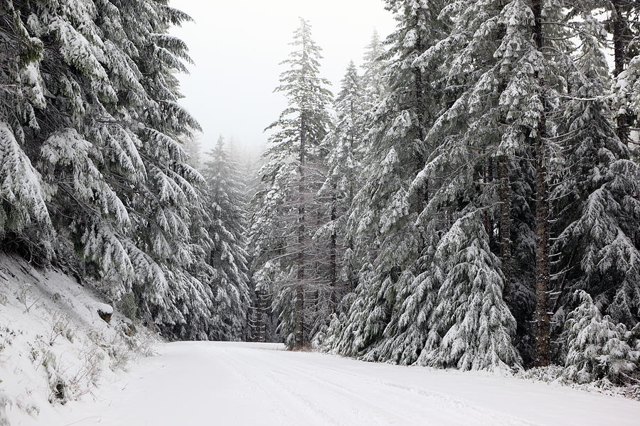 Mt Hood National Forest Winter Photograph by Davealan