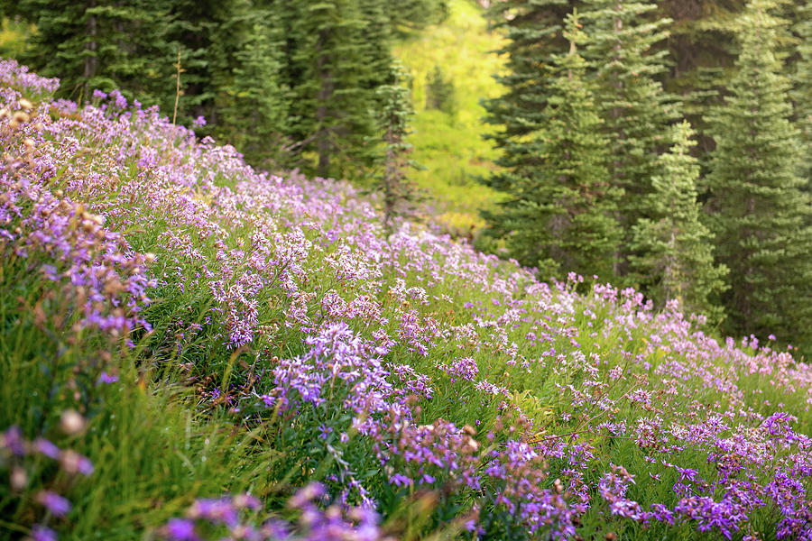 Mt. Rainier Wilflowers Photograph by Katie Hickenbottom - Fine Art America