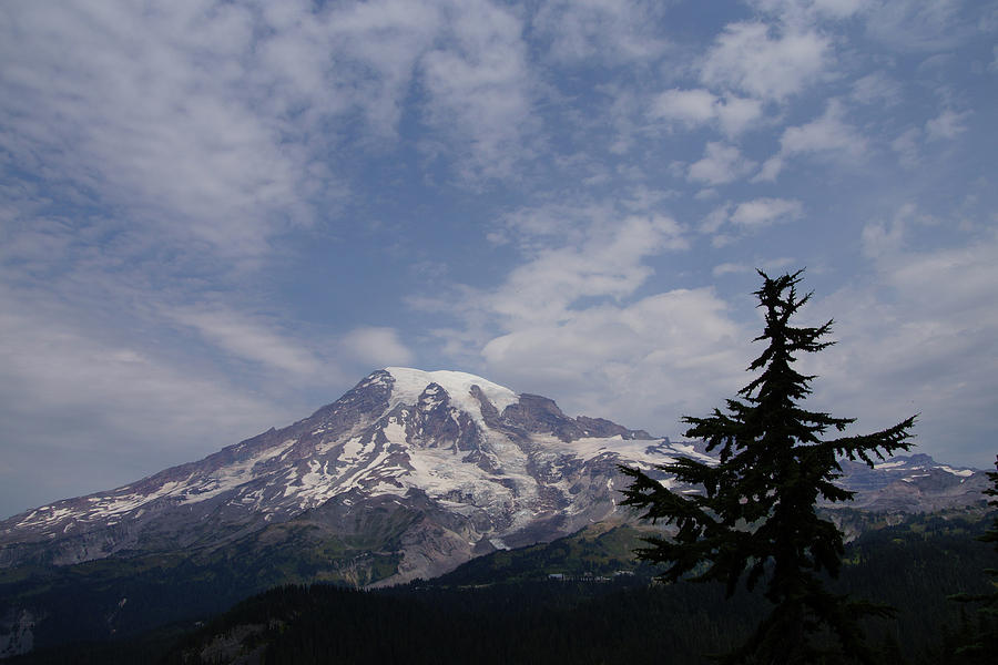  Mt. Rainier, with conifer forest Photograph by Steve Estvanik