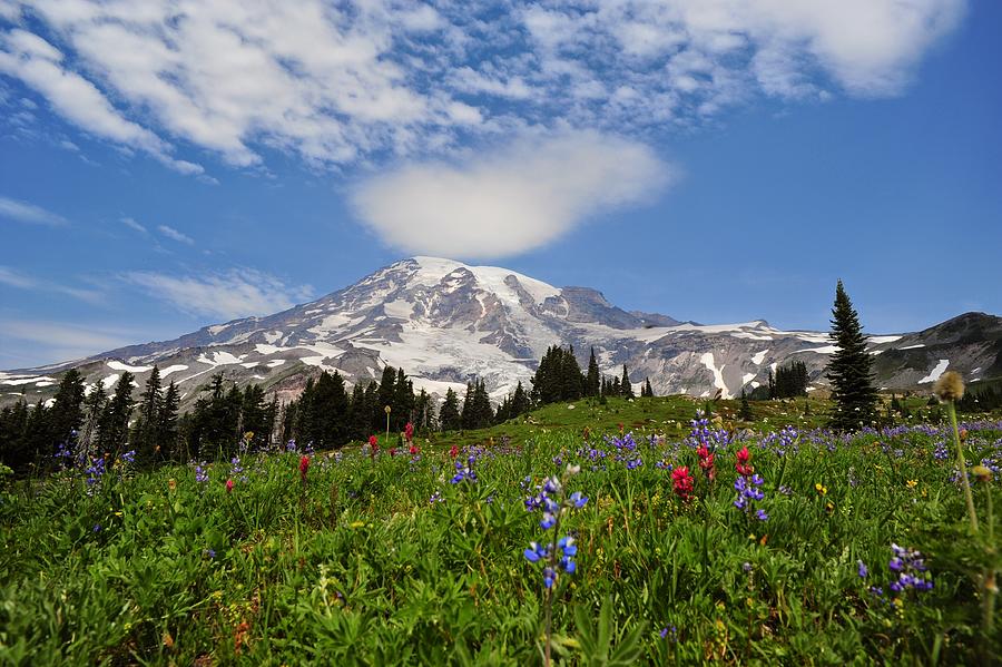 Mt. Rainier Wildflowers, Washington State Photograph By Diane Lynch 