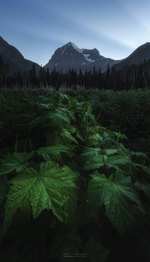 Banff National Park Photograph - Mt Robson by Steve Zhang