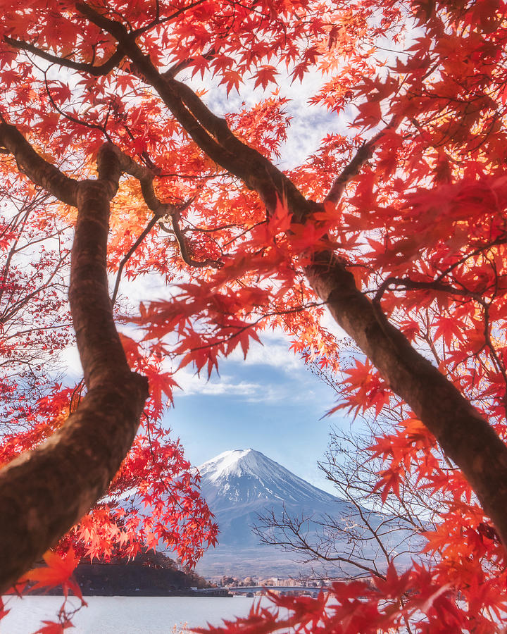 Mt.fuji Is In The Autumn Leaves Photograph by Makiko Samejima
