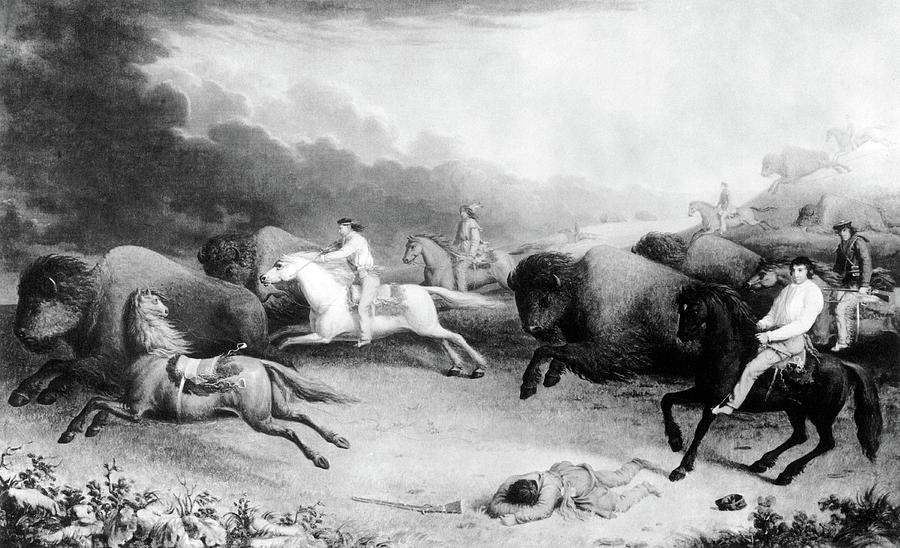 Métis Indian Bison Hunt, 1846 Painting by Science Source