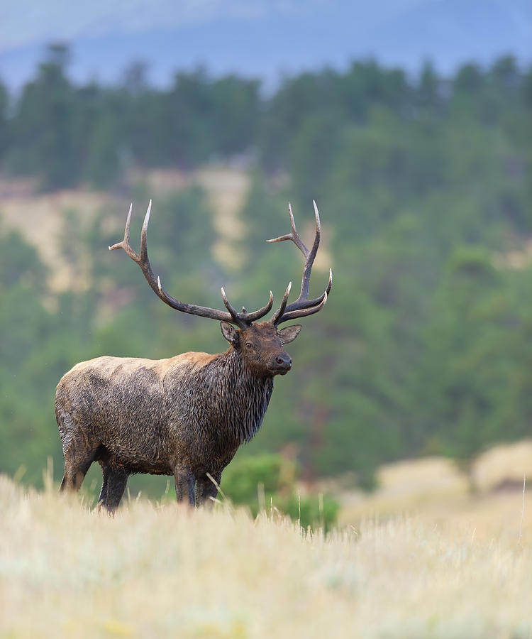 Muddy Bull Elk Photograph by Gary Langley - Fine Art America