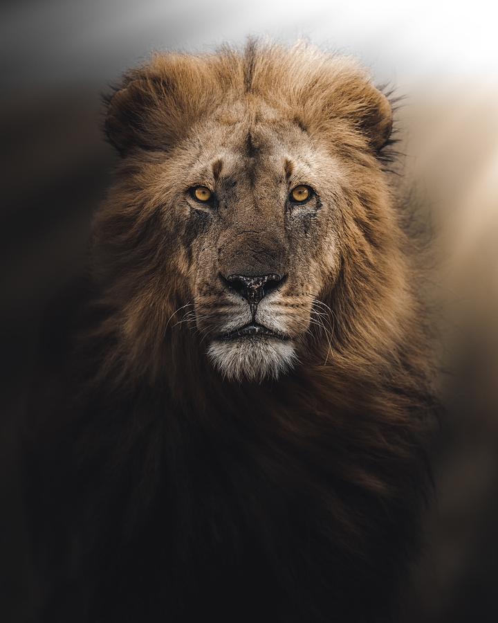 Mufasa Photograph by Ahmed Sobhi - Fine Art America