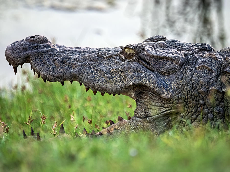 Wildlife Photograph - Mugger Crocodile by Henk Goossens