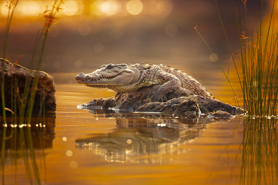 Wildlife Photograph - Mugger Crocodile by Milan Zygmunt