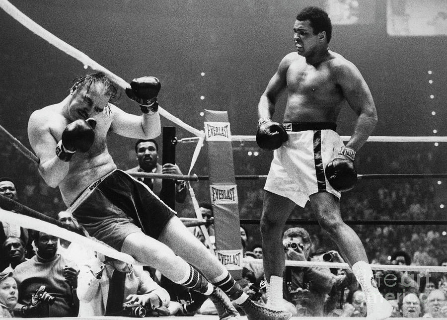 Muhammad Ali Knocking Chuck Wepner Onto Photograph by Bettmann