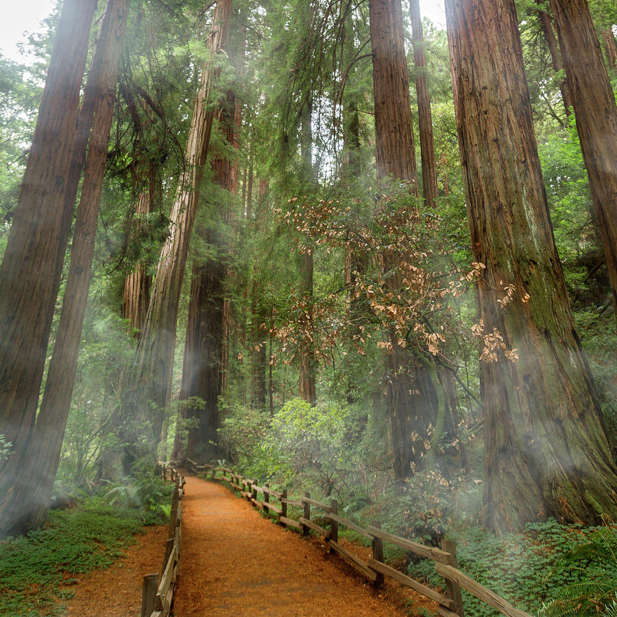 Nature Photograph - Muir Woods California Mystical Adventure by Betsy Knapp