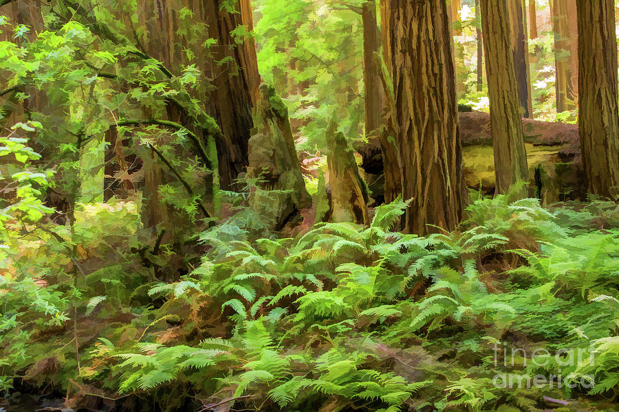 Tree Digital Art - Muir Woods Ferns and Redwoods by Lisa Lemmons-Powers