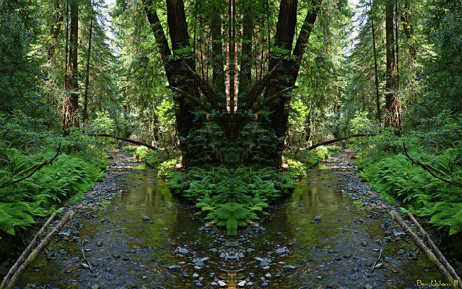 Muir Woods Mirror #1 Photograph by Ben Upham III Muir Woods Mirror #1 Photograph by Ben Upham III