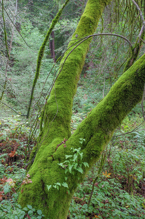 Muir Woods Moss Photograph by Mark Duehmig