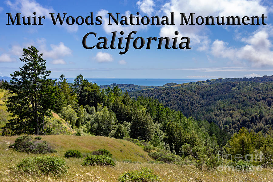 Muir Woods National Monument Photograph - Muir Woods National Monument California by G Matthew Laughton Muir Woods National Monument Photograph - Muir Woods National Monument California by G Matthew Laughton