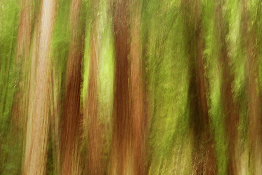 Muir Woods Redwoods Abstract Photograph by Sebastian Kennerknecht