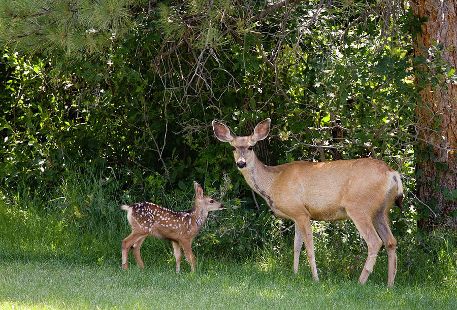 Mule Deer & Fawns Photograph by Swkrullimaging