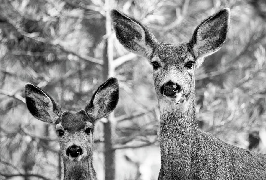 Mule Deer #2 Photograph by Neil Pankler
