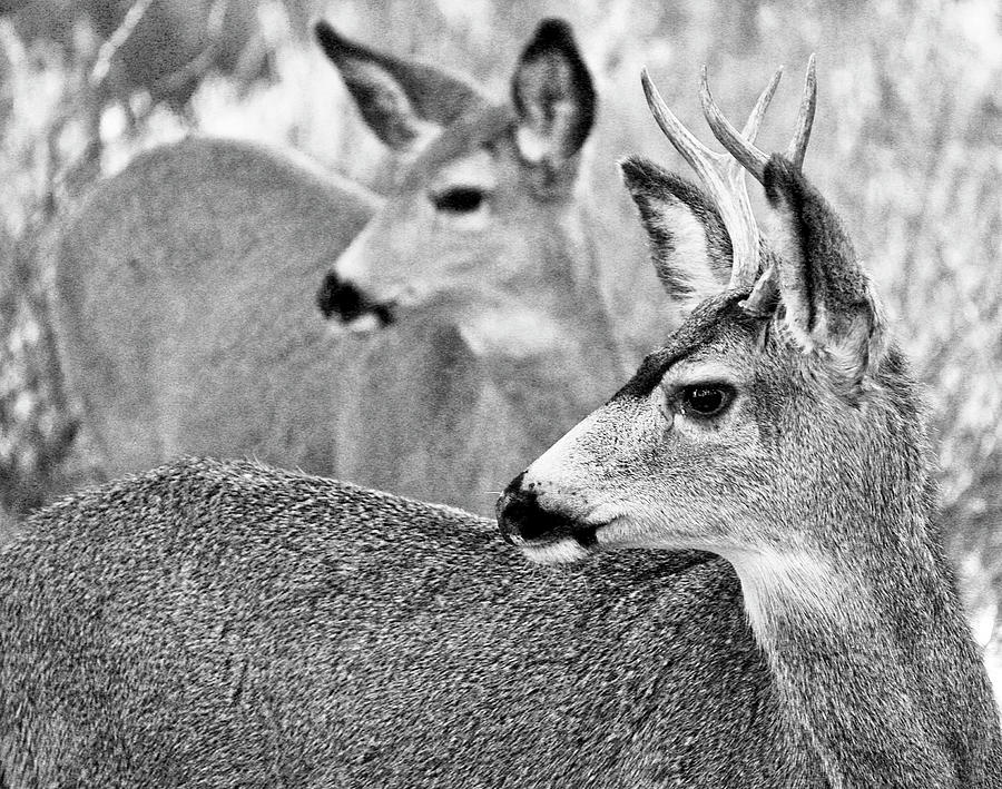 Mule Deer #3 Photograph by Neil Pankler