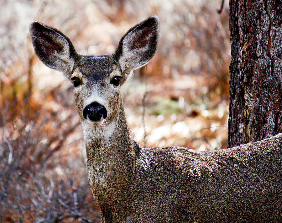 Mule Deer #4 Photograph by Neil Pankler