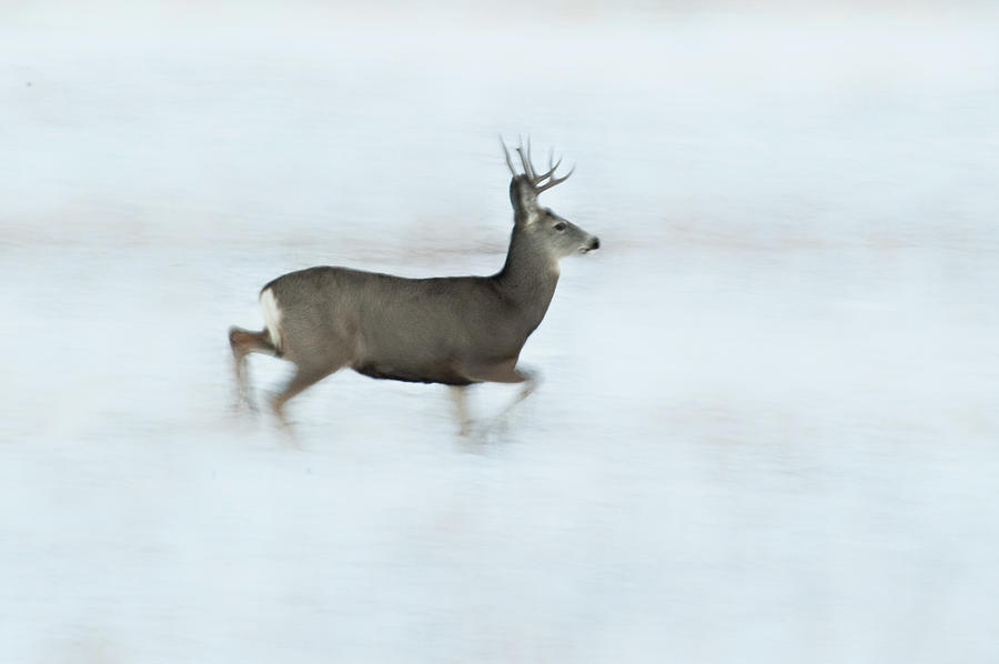 Mule Deer Photograph by Becky Jaffe