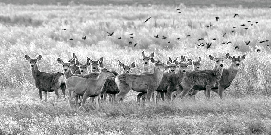 Mule Deer Black and White 01 Photograph by Rob Graham