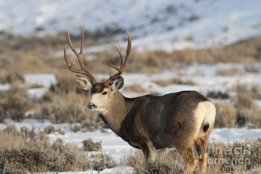 Mule Deer Buck 1 Photograph by Edward R Wisell