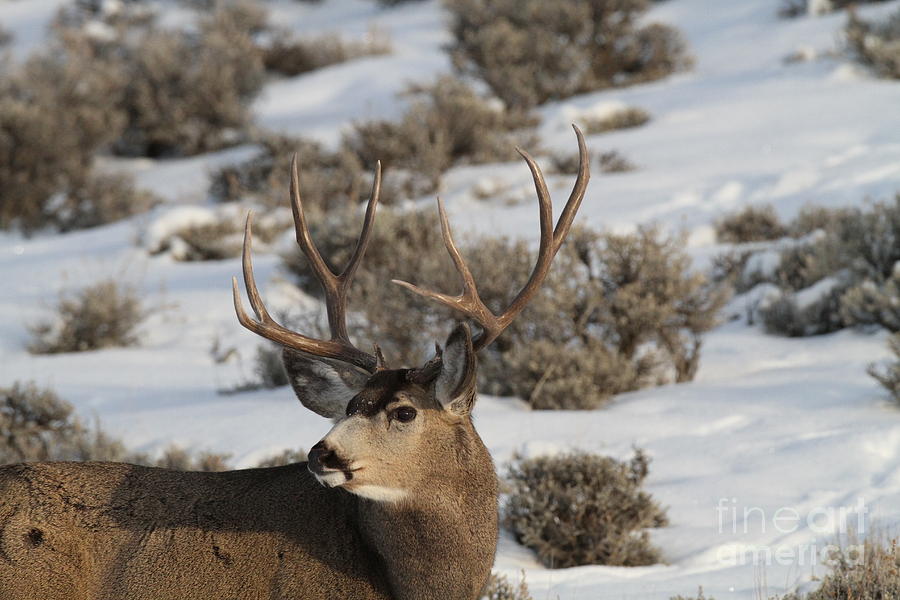Mule Deer Buck-2 Photograph by Edward R Wisell